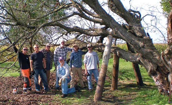 Once Menard County tree stewards determined the red haw's roots were holding, they shored up the trunk and secured the tree with cables.