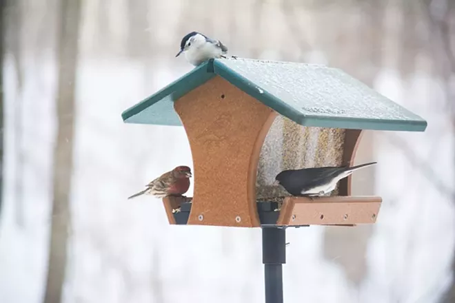 B: Feeding birds such as a junco, nuthatch and house finch is a popular pastime during the pandemic. - PHOTO COURTESY OF WADE KAMMIN