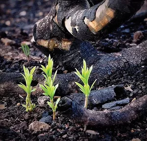 It takes the heat of a forest blaze to melt the - resins of the sequoia seed that release the chance for new growth. As a way of life disappears, new growth can still emerge from loss. - PHOTO COURTESY DAN FRACHEY