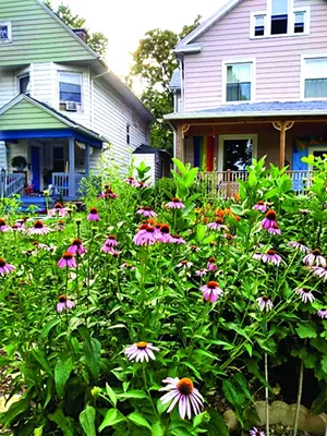 Urban rewilding