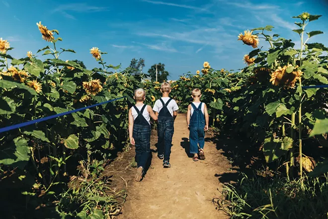 Go see the sunflowers