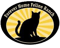 Finding forever friends for felines
