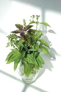 Fresh herbs, such as basil and sage, are a gardener's delight