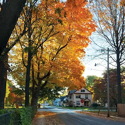 Springfield's trees get new respect