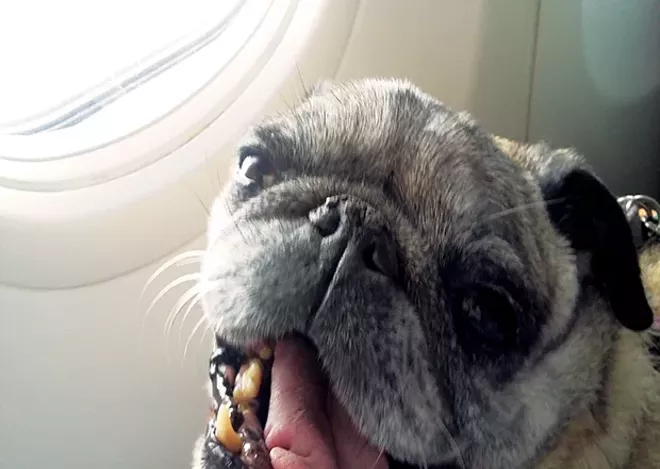 flying with a pug in cabin