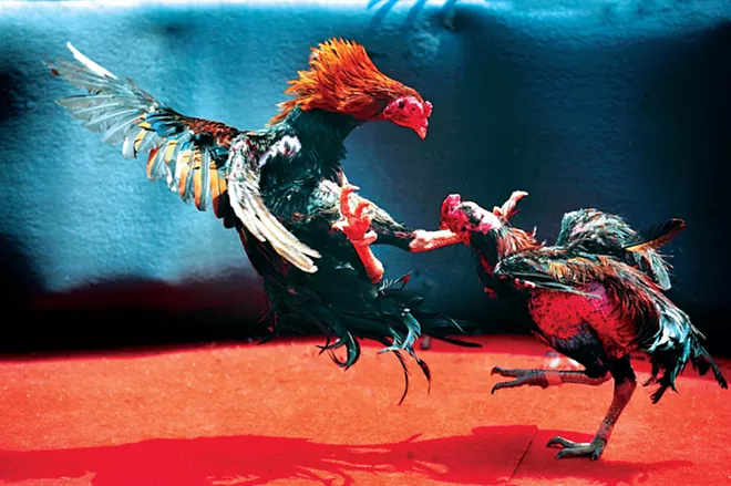 Cockfight crusades - Vimarsana News