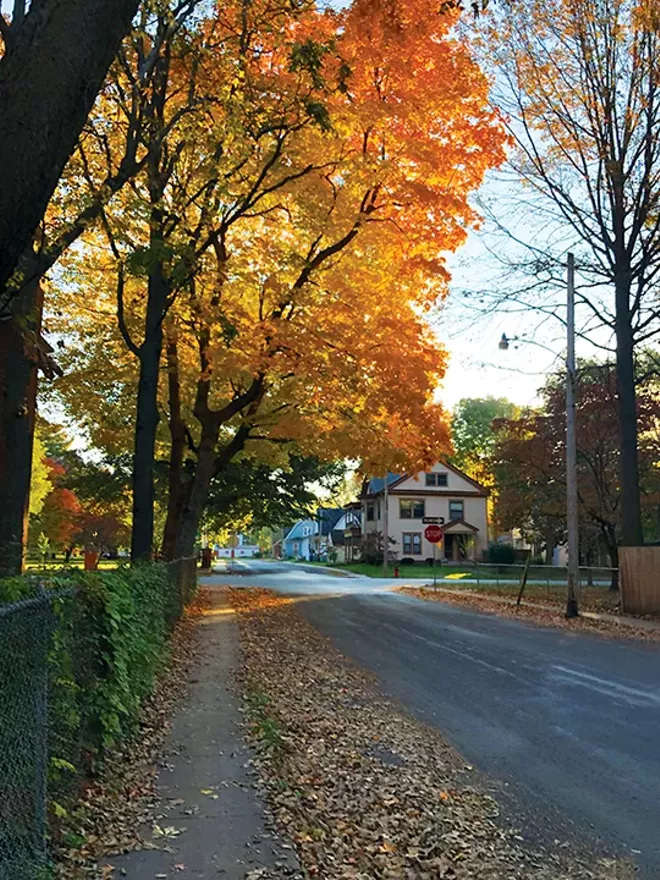 Springfield's trees get new respect - Vimarsana News