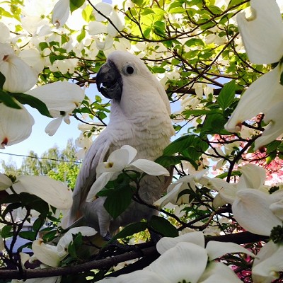 14 year old cockatoo, Zoolee in the Dogwood tree. Submitted by Jan Hicks of Clarkston