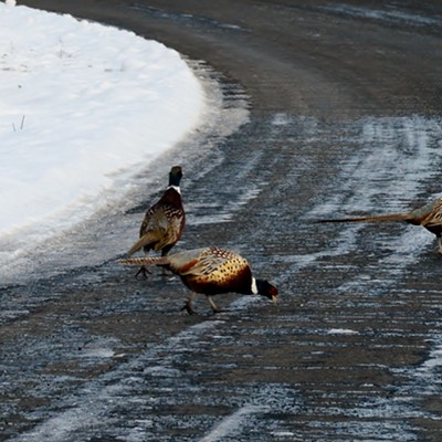 These Pheasant's were busy looking for grain that had been spilled in the road by a farmers truck and were not to concerned about me being there
Taken on the way to Julietta from Genesee, 12/17/22.