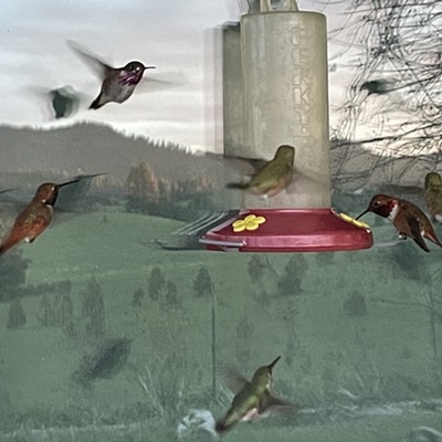 It was hummingbird reunion day at our house east of Moscow. Several species all coming for dinner at the same time on Thursday, May 19th. We have other feeders, but the front window was the feeder of choice for three pairs of three different species. Then the reflection off of the glass makes the photo appear to have 12 birds buzzing about. The copper colored Rufus is at 9 o'clock; the Black-chinned at 3 o'clock; and, the Broad-tailed at 6 o'clock. All the females are green. (The Calliope pairs use other feeders.)