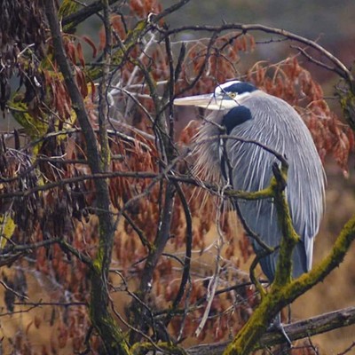 Blue Heron on a chilly winter morning at the duck ponds....  He wasn't moving for anything!  I can't say I blame him, it was a balmy 12 degrees that morning..  
Taken 2022