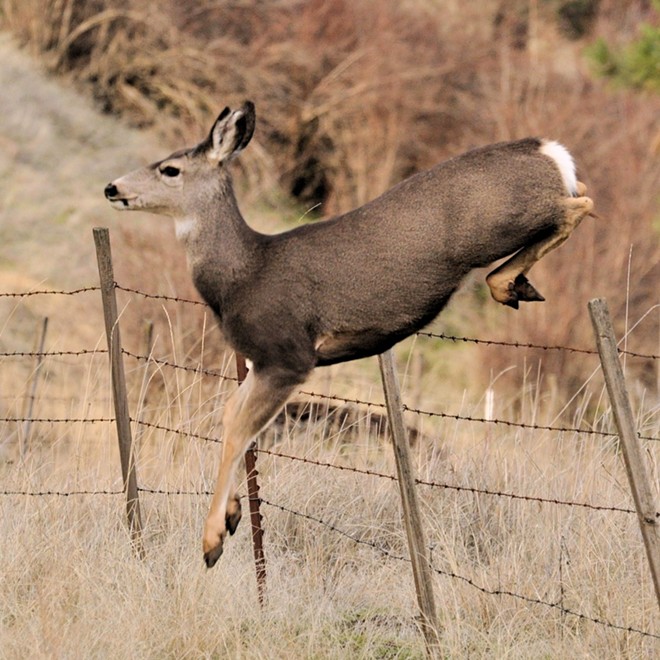A graceful mule deer performs a standing jump to clear a fence. Photo by Stan Gibbons of Lewiston on 12/18/2012.