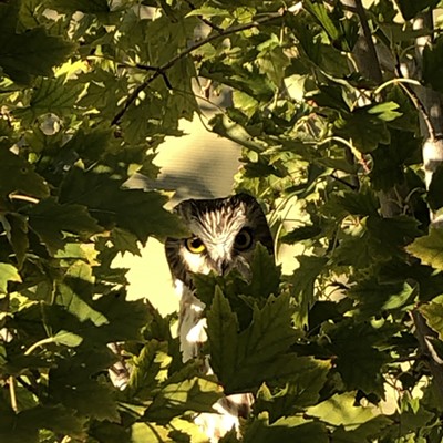 A small owl in a tree in my yard last week