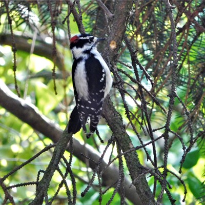 A male Rocky Mountain Downy woodpecker pays a visit to a Moscow backyard in search of insects on Tuesday afternoon 10-5-21