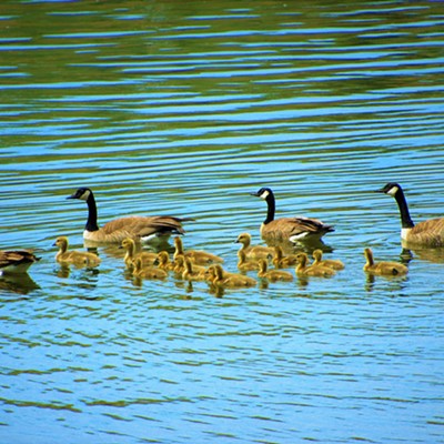 Four momma geese with their young and swimming at Hell's Gate State Park, April 29, 2021.