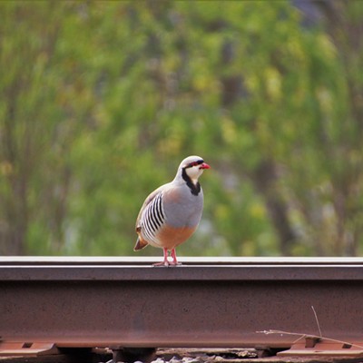 Near Clarkston this partridge was spotted standing on the railroad tracks just long enough to capture this shot. Taken April 28, 2021.