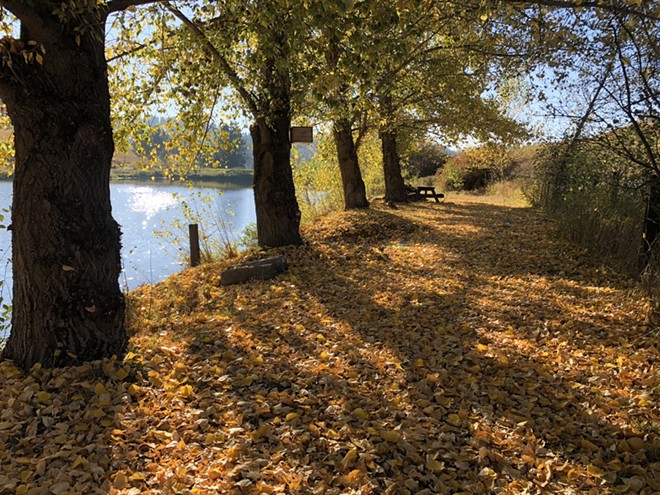 a path in fall.jpeg