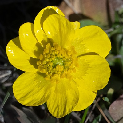While hiking a Paradise Ridge on Friday, March 15th, I found this special Sagebrush Buttercup which is shown in a closeup and magnified view. The flower has ten petals rather than the five that I am used to seeing. Through a search of the web I found that this is possible but rarely seen.