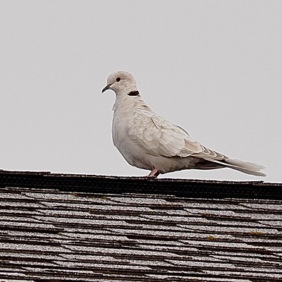 Had a white Eurasian dove show up with it’s gray buddies. I’ve never a white one, so it was a real treat! Picture taken 4/17/22 in Lewiston.