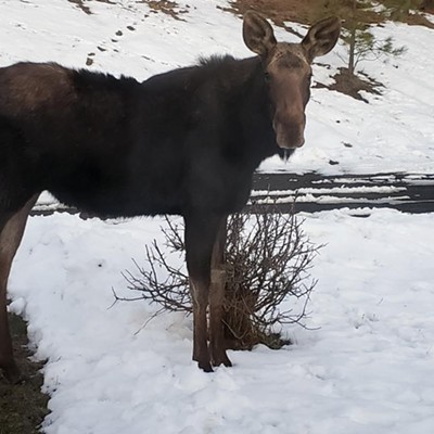This moose calf was born in June 2019. Ever since then, he and his mama have been visiting my property outside Troy. He has grown quite a bit from the reddish spindly-legged baby of last spring. I took this in early February from inside my back door. This photo was submitted by Virginia McConnell.