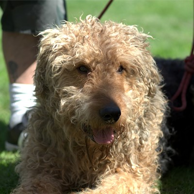 Airedale Terrier enjoying the people watching at Moscow Hemp Fest in East City Park on Saturday, April 22, 2017. Photo by Timberly Maddox of Lewiston, Idaho.