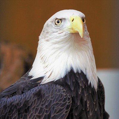 We went to The Peregrine Fund birds of prey in Boise Jan. 26, 2018. Photo taken by Mary Hayward of Clarkston.