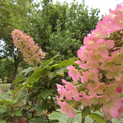 I never remember names of flowers, I just appreciate their colors and shapes. Took this at the arbo on sept. 17th.