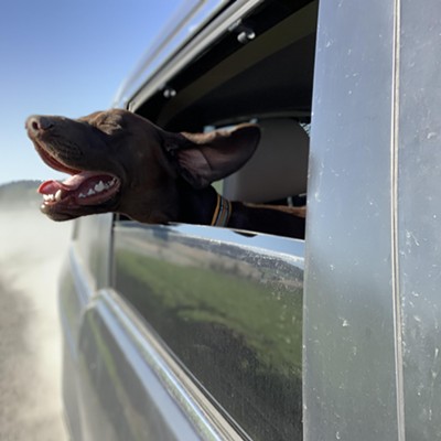Arlo the German Shorthaired Pointer enjoys having his head out the window on a country drive.