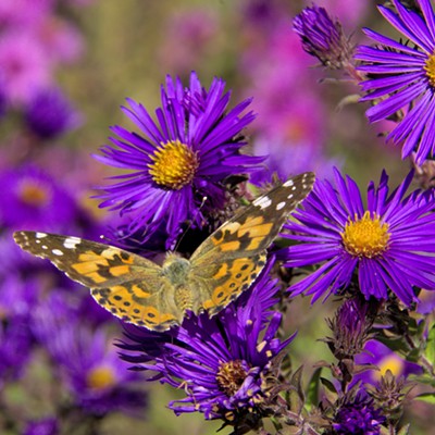 A painted lady butterfly visits aster flowers at the Lewiston Wildlife Habitat Area. Photo by Stan Gibbons on Oct. 16, 2017.