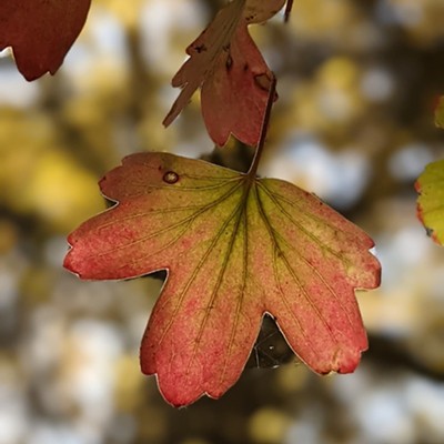 October 17, 2021
Asotin, WA

On my walk l came upon this lovely autumn leaf dangling from a branch above.  It was too beautiful not to capture and preserve its brilliant colors in a photo.