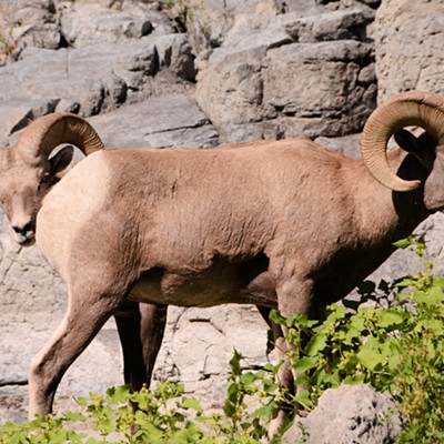 Now what are they ramming up my butt? Photo by Stan Gibbons on 9-10-2016 about 15 miles south of Lewiston on the banks of the Snake River.