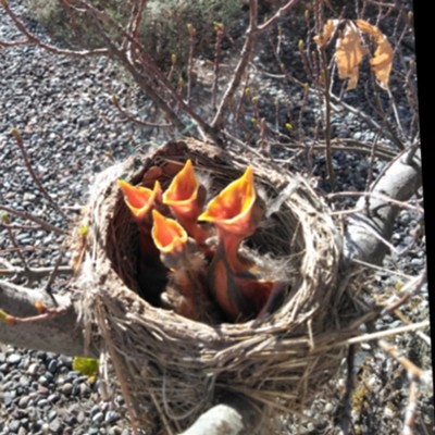 Hungry baby birds wait for their lunch outside Columbia Bank in Pullman. Graham Anderson snapped the photo on May 7 and submitted it to "Share Your Snaps," an online community photo album at inland360.com.
