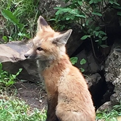 This baby fox is shown right outside it's den in Waha. LaRene Alder took this photo June 20, 2020.