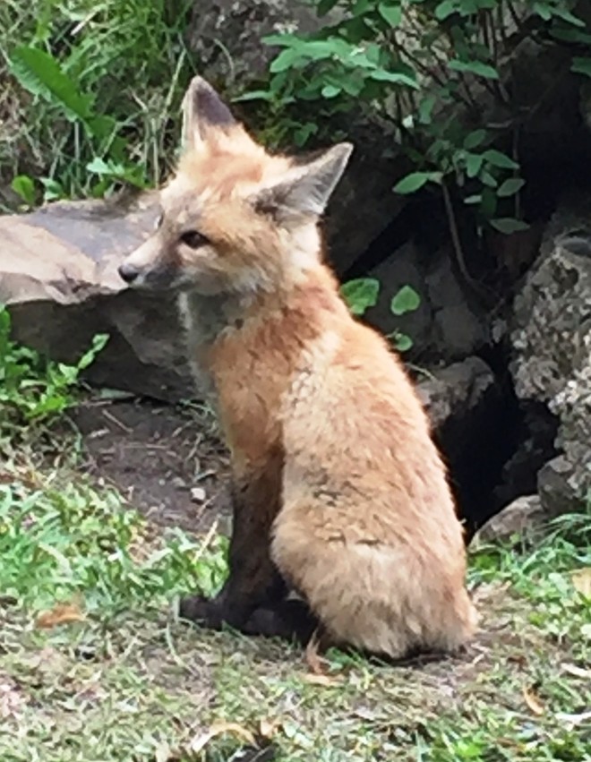 Baby Fox