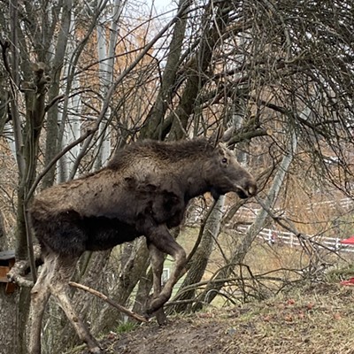 Backyard Moose!