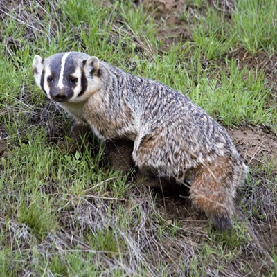 Just west of Clarkston caught this badger outside of his den. Taken April 11, by Richard Hayward, Clarkston.