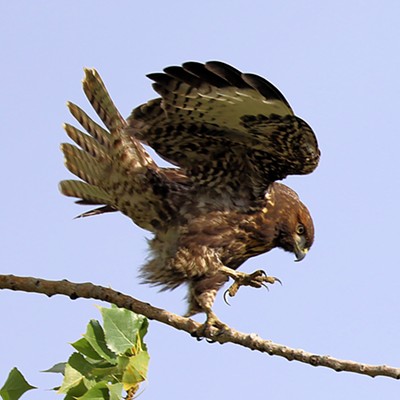 A red-tailed hawk fights to regain its balance after a strong gust of wind at Mann Lake. Photo by Stan Gibbons on 9/2/2023.