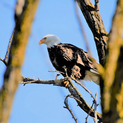 On October 19, 2020 this bald eagle was spotted near the Snake River and Clarkston city limits. Mary Hayward captured this shot.