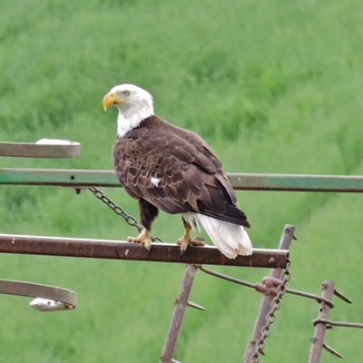 A bald eagle resting on some farm equipment about a mile and a half south of Tensed, Idaho on June 23, 2018. Courtesy of Keith Gunther