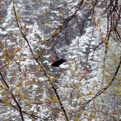 A bald eagle flyies through the woods and snow along Wallowa Lake, Oregon. Picture taken May 16, 2017, by Richard Hayward