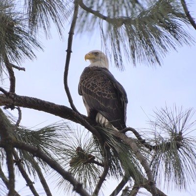 This majestic bald eagle was spotted by Mary Hayward of Clarkston on November, 24, 2020 near Spalding.