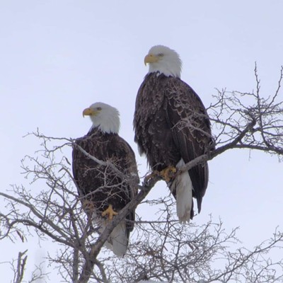These two bald eagles were spotted in Lewiston on such a snowy day by Mary Hayward February 15, 2021.