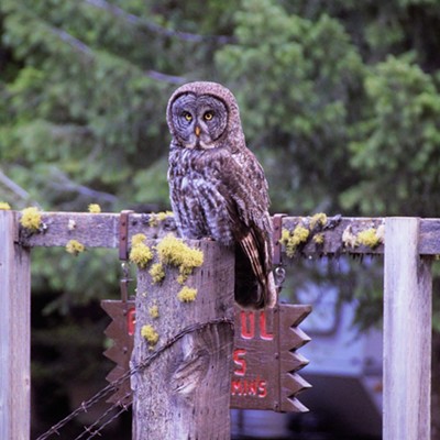 This large barn owl flew right in front of us and landed on this perch out in the Blue Mountains. Taken August 29, 2019 by Mary Hayward of Clarkston.