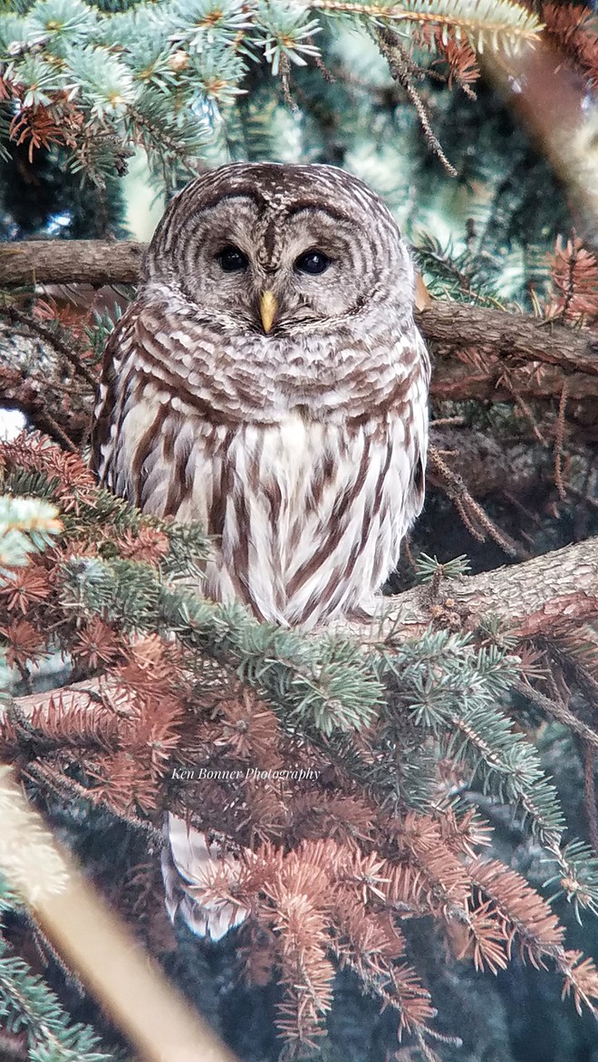 Barred Owl