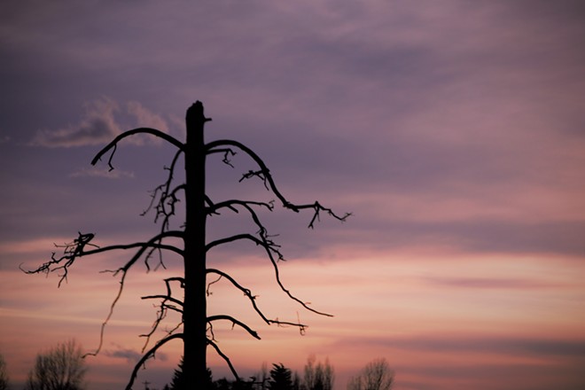 Beauty of a Dead Tree