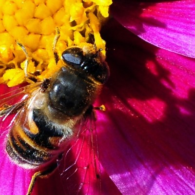 While photographing flower's in the Dahlia garden at the Spokane VA. Center, I noticed this honey bee gathering pollen on a flower and took a photo of it. Afterwards I noticed the bee's shadow on the flower pedal and cropped it to get this image.  By Jerry Cunnington  19/2011.