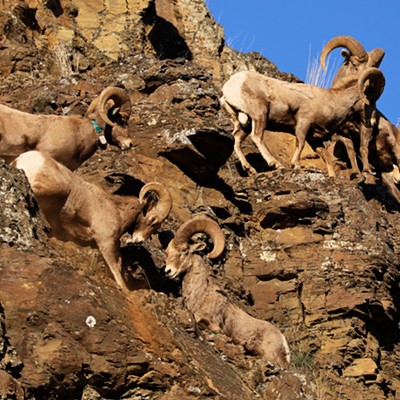 On November 27th, Stan Gibbons photographed these five rams as they jostled for dominance on the basalt cliffs above Grande Ronde Road.