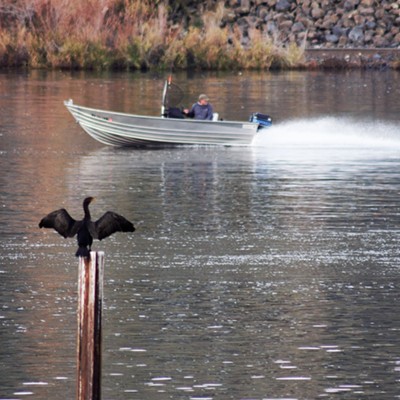 A crane airing its wings as a boater passes by. Oct. 29th, 2016 Hell's Gate State Park, Idaho