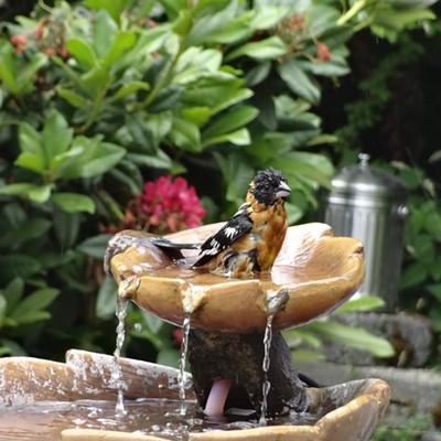 Taken in Olympia WA on June 22nd, 2019.
    Photographer: Theresa McGovern, Lewiston.
    A black-headed grosbeak taking a bath.