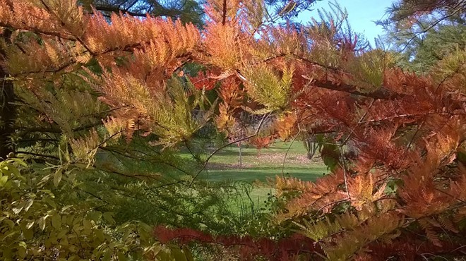 Bird's Eye View of fall colors